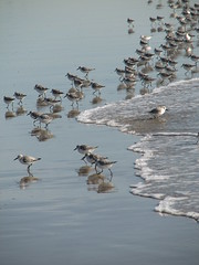 Venice Beach Birds