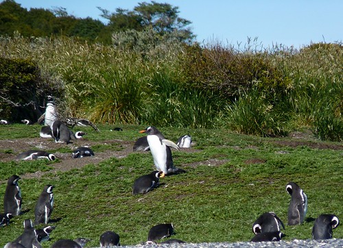 Gentoo penguin P1010693 by grebberg