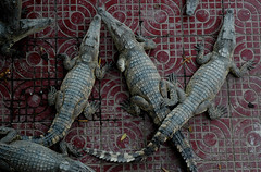 Cambodian crocodiles