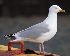 Herring Gull (silfurmáfur)