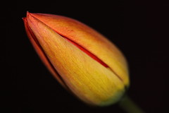 Tulpen - tulips