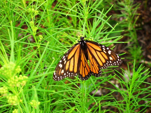 Monarchy, female Monarch butterfly