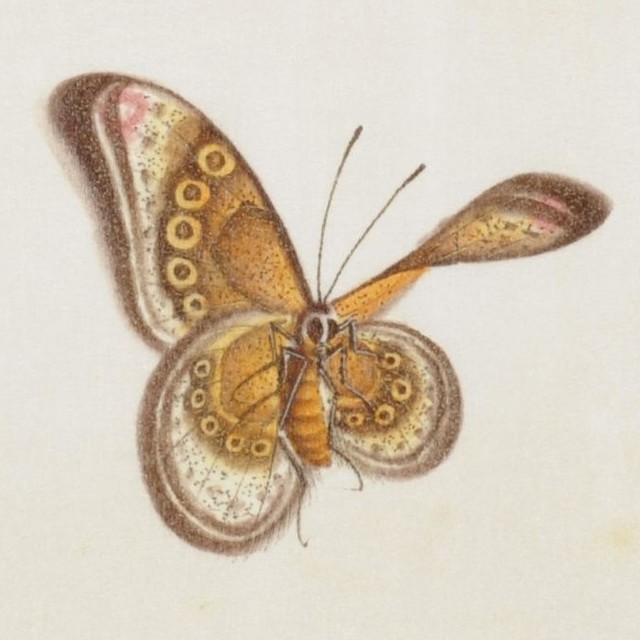 Butterfly Album sketch 1800s - China
