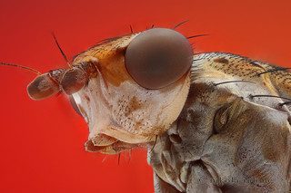 Salticella fasciata (focus stack of a dead fly)