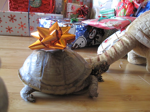 Holly the Christmas turtle, with bow