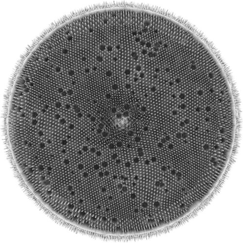Individual Diatoms
