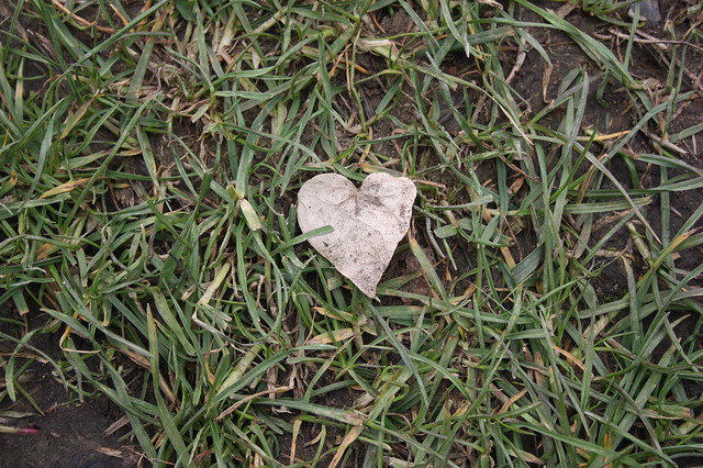 A little heart leaf