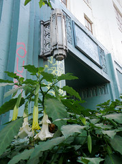 The Brugmansia from the Old Jail