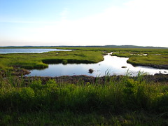 wetlands and marshes