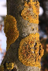Lichen (1)