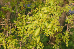 Acer campestre (Field Maple) - 10 - flower heads