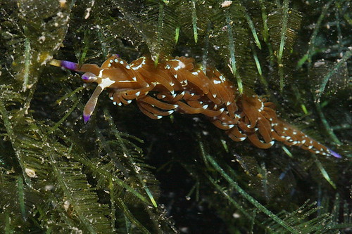 Pteraeolidia ianthinia