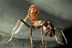 Hymenoptera (Peru)