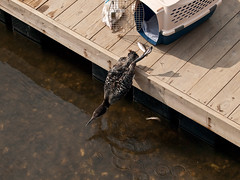 Sea Biscuit Wildlife Shelter Loon Release