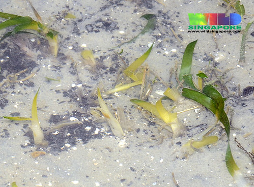 Sickle seagrass (Thalassia hemprichii) bleaching?