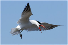 Tern (Caspian)