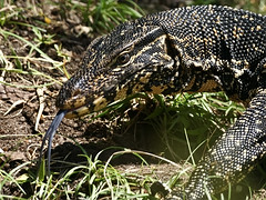 Reptiles & Amphibians of Sri Lanka