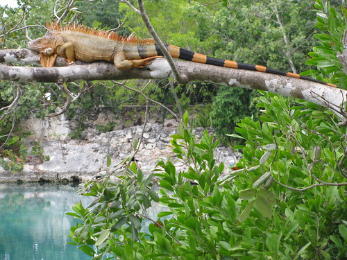 Iguana en Laguna de Chankanaab
