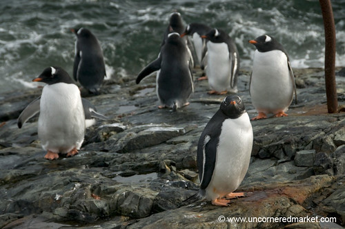 Gentoo Penguins, Wet and Dry - Antarctica by uncorneredmarket