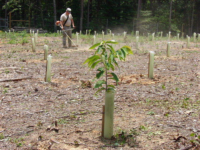 American Chestnut Seedling. Photo credit: U.S. Army Environmental Command