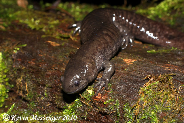 Small Mouth Salamander 39