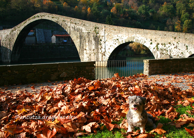 foto con cane al ponte del Diavolo Toscana
