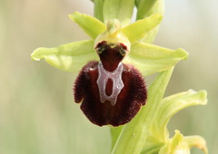 Ophrys dans l'Aude