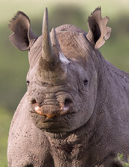 Rhinos Nairobi. N .Park