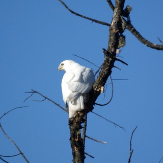 White Hawk (Leucistic Red-tailed Hawk)