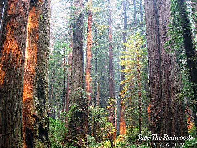 A pretty typical redwood forest.