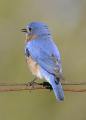Eastern Bluebird - Sialia sialis