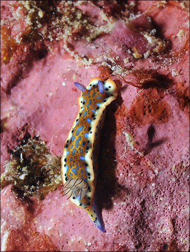 Hypselodoris cf acriba nudibranch, Curacao