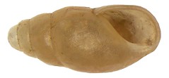 Gastropoda Cochlicopidae