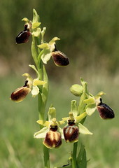Orchis et Ophrys 