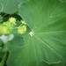 lady's mantle