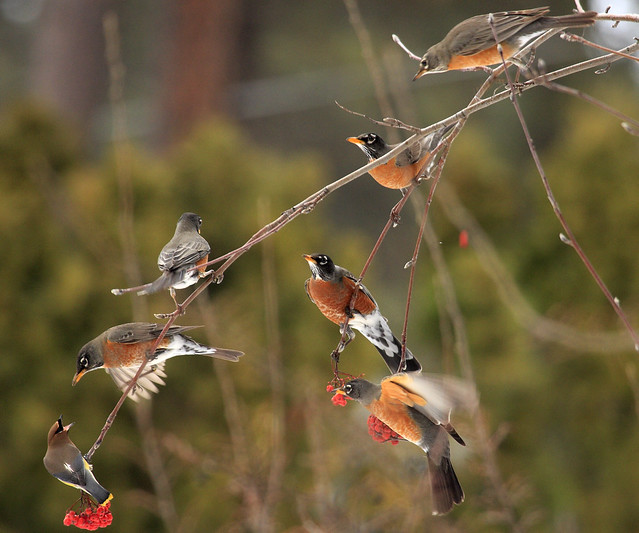 Flock of Robins Plus Waxwing