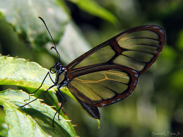 Butterfly - Macro |