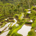 Rice terraces, palm trees and workers in Bali, Indonesia.
