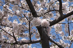 cherry blossoms 2010