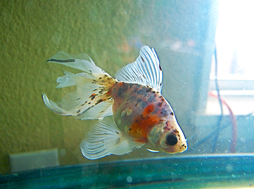 Goldfish #115