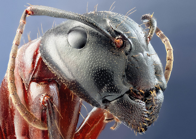 Studio stack: Camponotus herculaneus