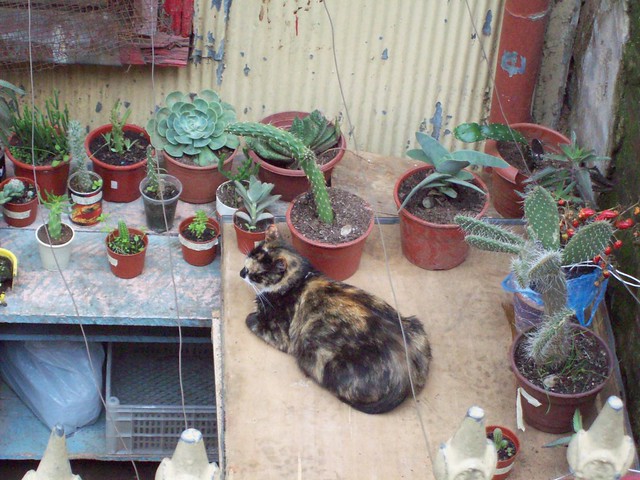 calico with succulents