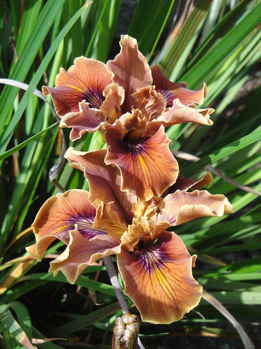 Pacific Coast Iris hybrid 1