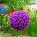 Purple Spheres: Allium Giganteum