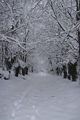 hiver 2009