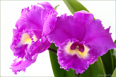 Orchid_01