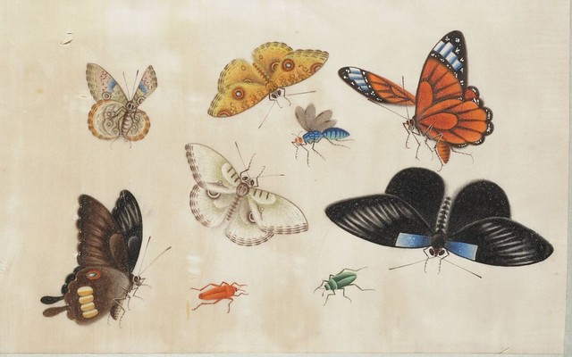 watercolour sketch of insects (China)