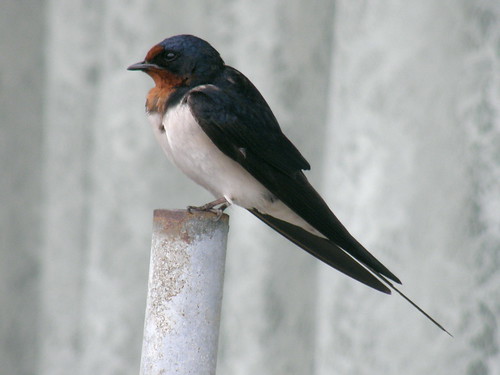 barn swallow (ツバメ) #3050