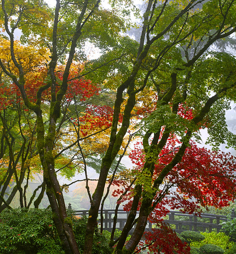 Portland Japanese Garden Maple Trees by the Bridge in Autumn