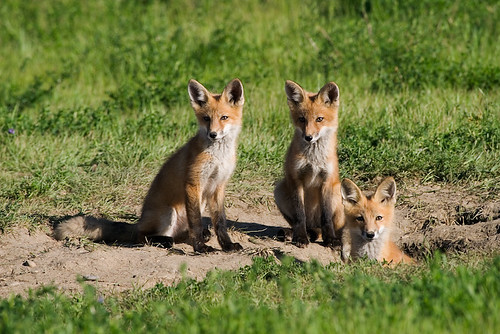 Three Red Foxes